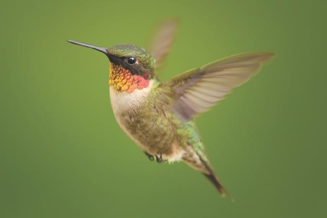 Ruby-Throated Hummingbird