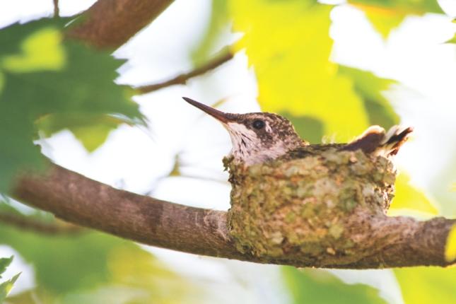 Young Ruby Throated Hummingbird in Nest