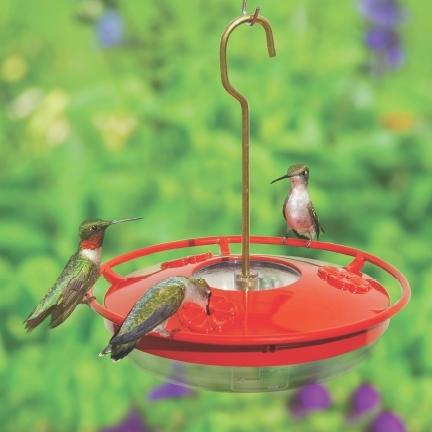 Group of Ruby-Throated Hummingbirds Feeding