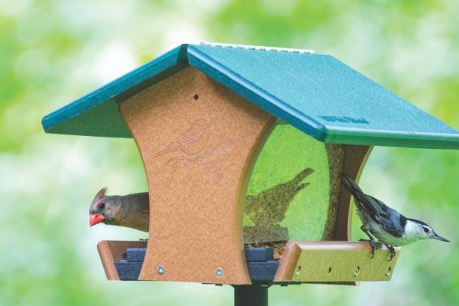 Cardinal and nuthatch on hopper feeder