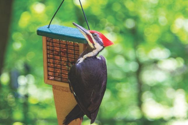 pileated woodpecker on suet feeder