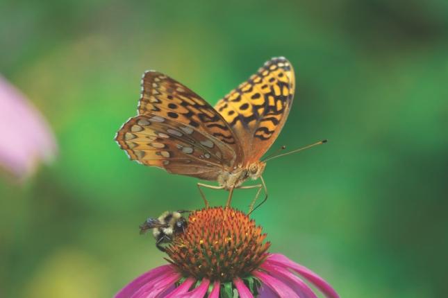 butterfly bee flower