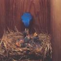 bluebird-feeding-young