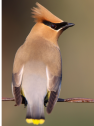 Cedar Waxwing