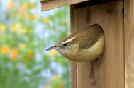Wren
