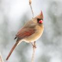 Female Cardinal in Snow