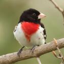 Red Breasted Grosbeak