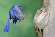 Bluebird, eastern - male landing at nest hollow