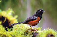 Eastern Towhee