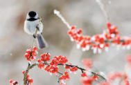 Carolina Chickadee